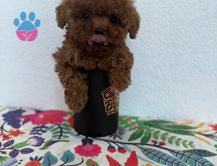 Çok oyuncu bebekler Poodle kore - 6882
