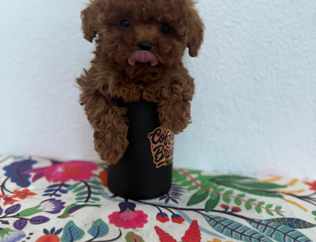 Çok oyuncu bebekler Poodle kore - 6882