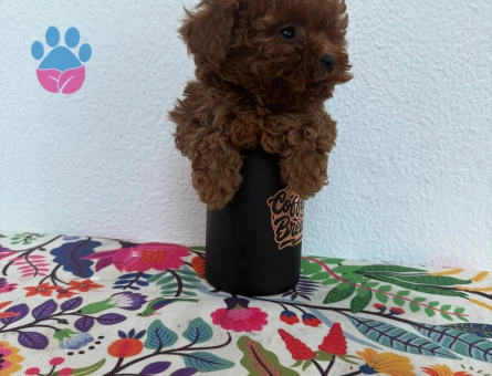 Çok oyuncu bebekler Poodle kore
