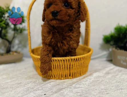 Güzel suratlı bebeklerimiz Poodle kore - 6883