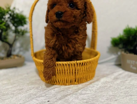 Güzel suratlı bebeklerimiz Poodle kore - 6883