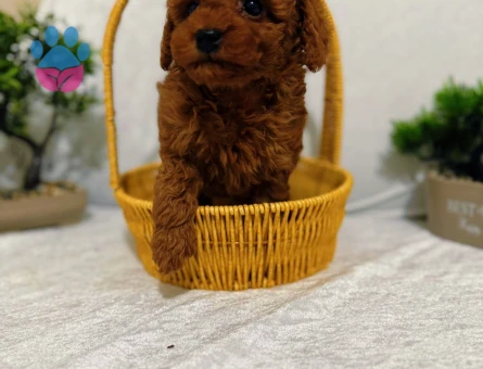 Güzel suratlı bebeklerimiz Poodle kore