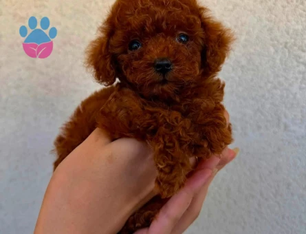Kore Poodle yavrularımız - 6884