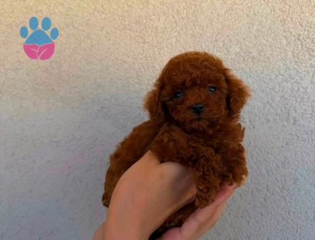 Kore Poodle yavrularımız