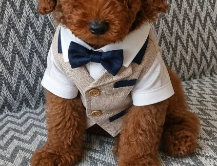 Türkiye’de eşi benzeri bulunmayan Kore yavrularımız Poodle - 6885