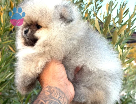 Pomerian BOO erkek 2 Aylık