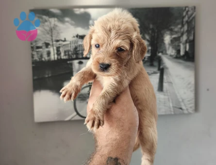 MALTİPOO BEBEKLERİMİZ 2 AYLIK YUVA ARIYOR
