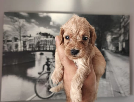 MALTİPOO BEBEKLERİMİZ 2 AYLIK YUVA ARIYOR - 6887