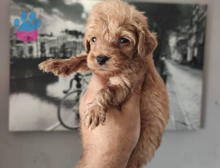 MALTİPOO BEBEKLERİMİZ 2 AYLIK YUVA ARIYOR