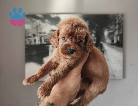 MALTİPOO BEBEKLERİMİZ 2 AYLIK YUVA ARIYOR