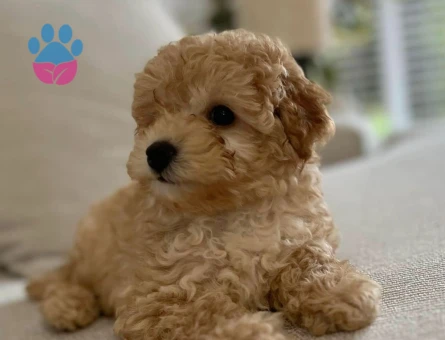 VETERİNER KLİNİĞİNDE TESLİM MALTİPOO BEBEKLER