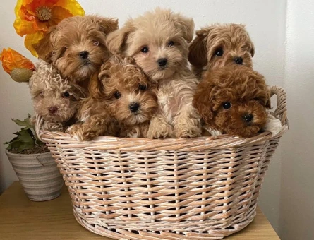 VETERİNER KLİNİĞİNDE TESLİM MALTİPOO BEBEKLER - 6889