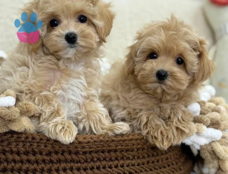VETERİNER KLİNİĞİNDE TESLİM MALTİPOO BEBEKLER