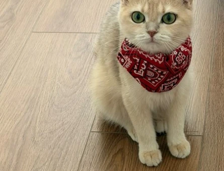 2 yaşında British Shorthair - 6890