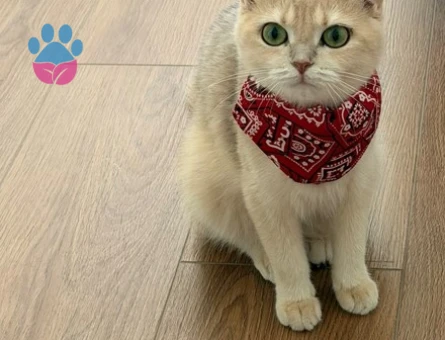 2 yaşında British Shorthair