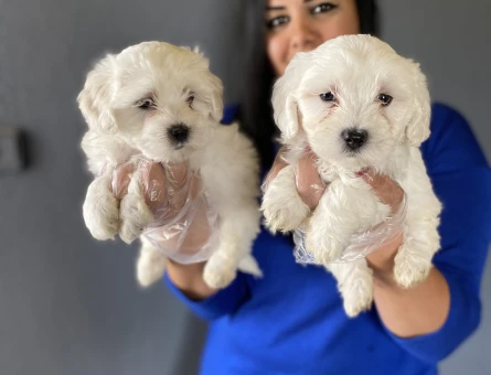 Maltese terrier yavrularım 2 Aylık - 6891
