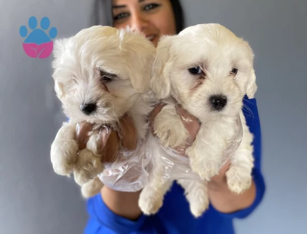 Maltese terrier yavrularım 2 Aylık