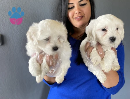 Maltese terrier yavrularım 2 Aylık