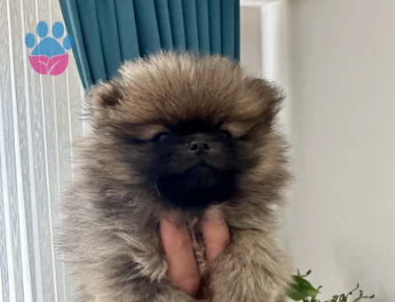 Erkek Pomeranian Teddy Bear yavrumuz ayı surat