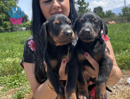 Secereli doberman yavrularım - 6896