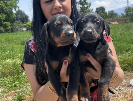 Secereli doberman yavrularım - 6896