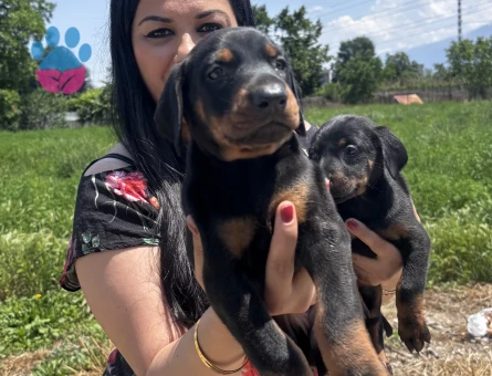 Secereli doberman yavrularım