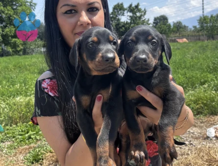 Secereli doberman yavrularım