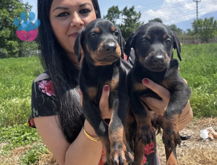 Secereli doberman yavrularım