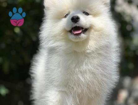 Irk Ve Sağlık Garantili Samoyed Bebekler