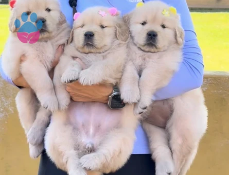 Üst Kali̇te Golden Retriever Mi̇nnoşlar