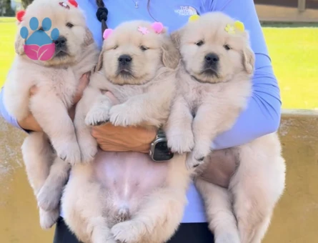 Üst Kali̇te Golden Retriever Mi̇nnoşlar