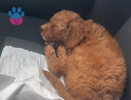 Toy poodle Oğlum 1 Yaşında