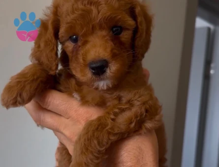 Toy poodle Oğlum 1 Yaşında - 6899