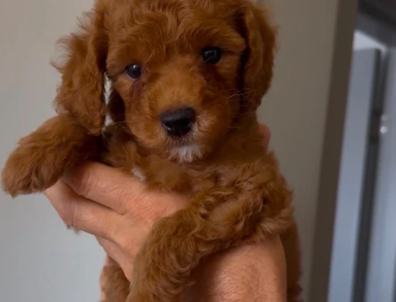Toy poodle Oğlum 1 Yaşında - 6899