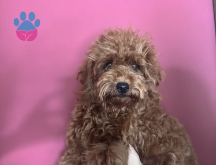 Uyguna 3 Aylık Brown Poodle Ev Ortamında Bakılıyor - 6902