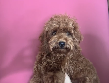 Uyguna 3 Aylık Brown Poodle Ev Ortamında Bakılıyor - 6902