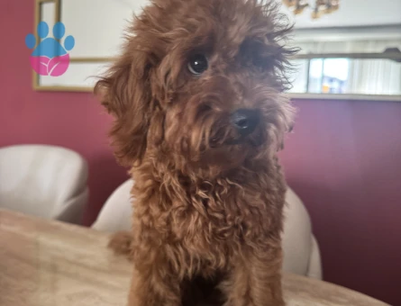 Uyguna 3 Aylık Brown Poodle Ev Ortamında Bakılıyor