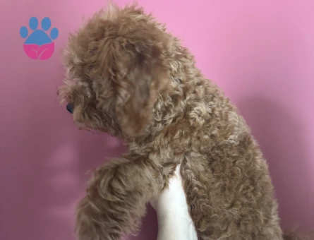 Uyguna 3 Aylık Brown Poodle Ev Ortamında Bakılıyor