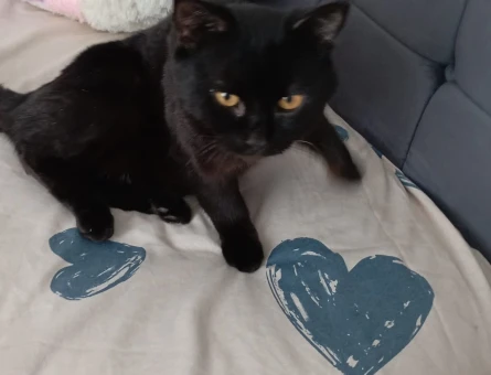 British Shorthair 1 Yaşında Erkek - 6903