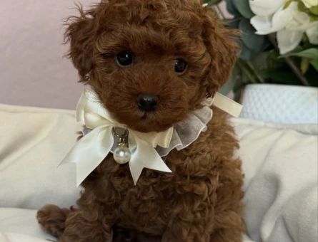 RED BROWN TOY POODLE YAVRULARI - 6908