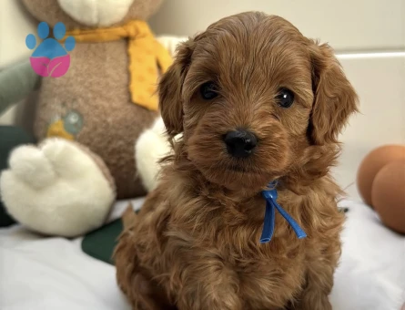 KIZIL MALTİPOO YAVRULARI