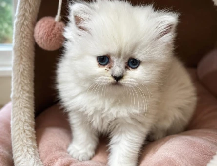 British Longhair 2 Aylık Yuva Arıyor - 6912