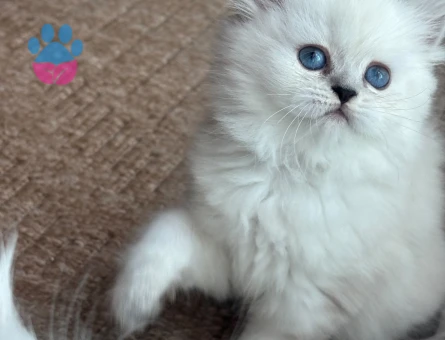 British Longhair 2 Aylık Yuva Arıyor