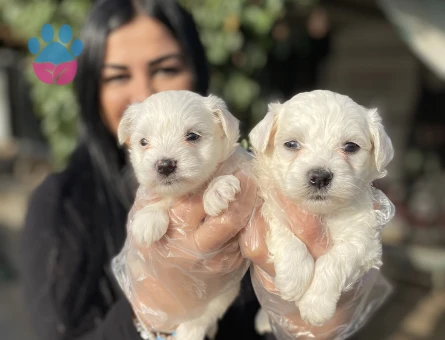 Maltese terrier yavrularım - 6914