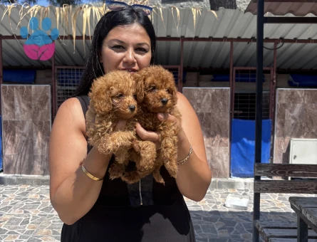 Toy poodle yavrularım - 6915