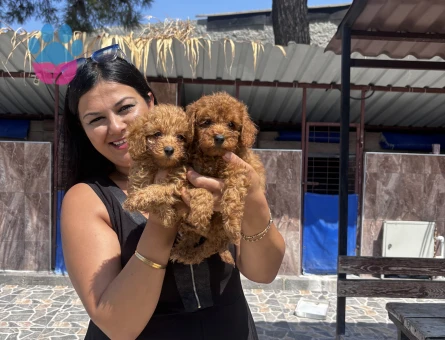 Toy poodle yavrularım