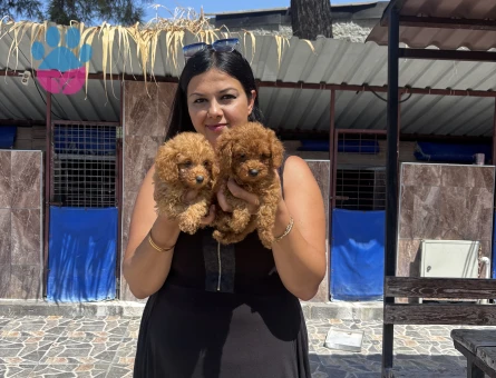 Toy poodle yavrularım