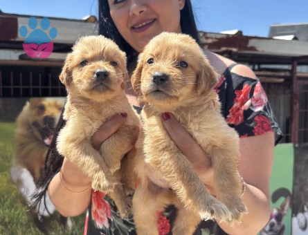 Golden Retriever yavrularım