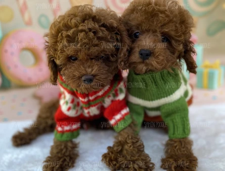 SEVİMLİ TOY POODLE YAVRULARI | Safkan Dişi ve Erkek Yavrular - 6921
