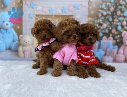 SAFKAN TOY POODLE YAVRULARI | Dişi ve Erkek | Ankara